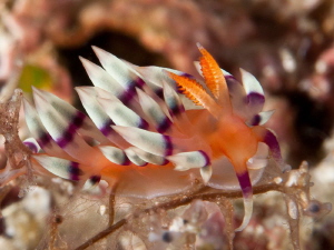 Flabellina exoptata by Charles Wright 